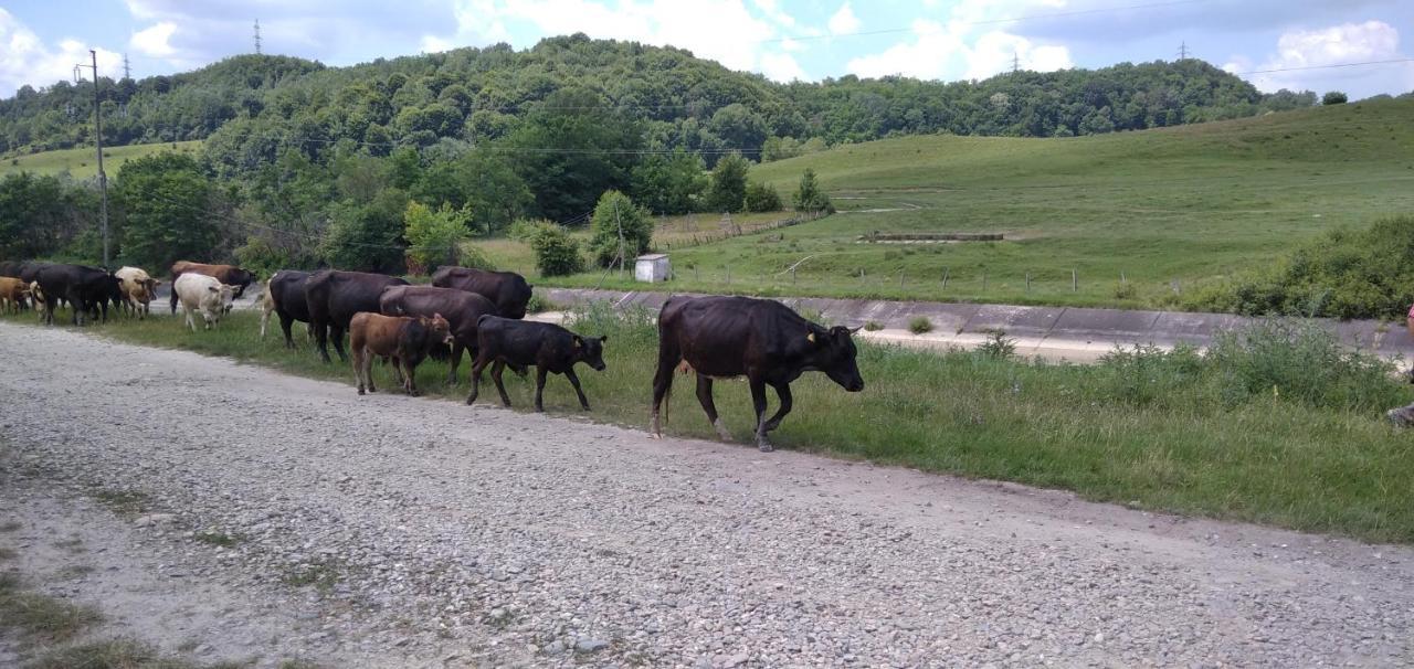 La Livada Valea Danului Exterior foto